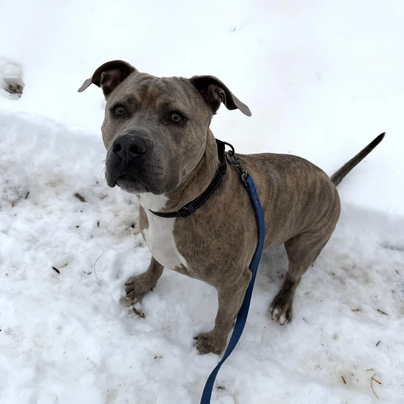 Muenster thumbnail 3