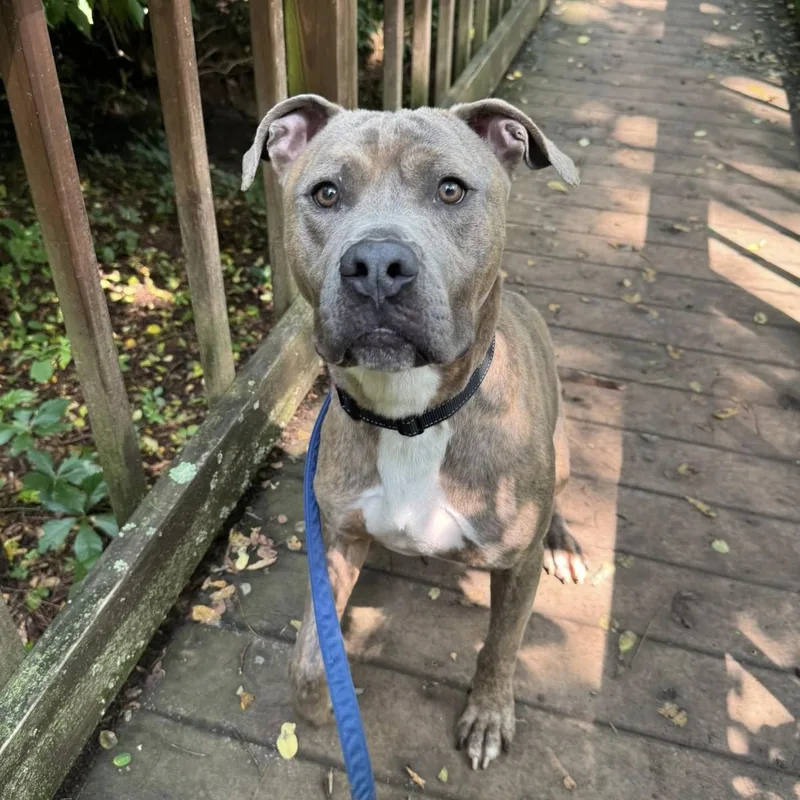 Muenster thumbnail 4