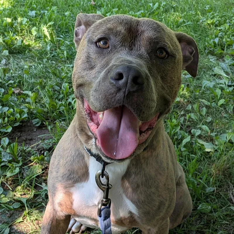 Muenster thumbnail 5