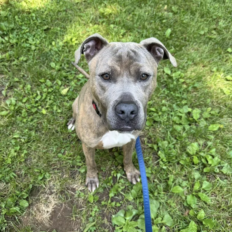 Muenster thumbnail 6