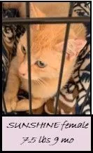 Sunshine thumbnail 3