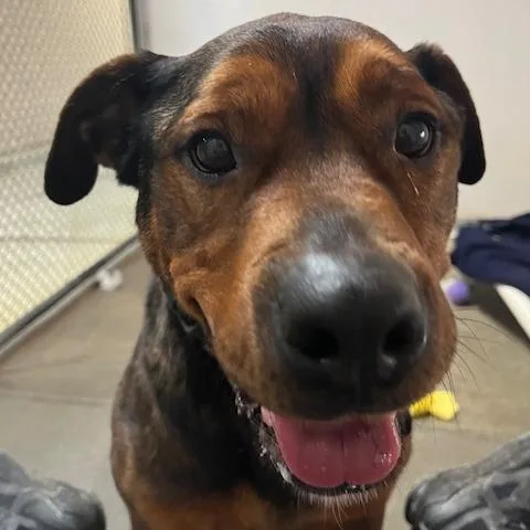 Cutie Pie thumbnail 2