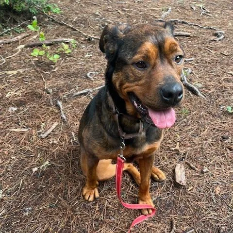 Cutie Pie thumbnail 3