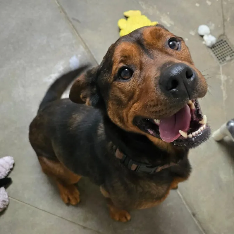 Cutie Pie thumbnail 4