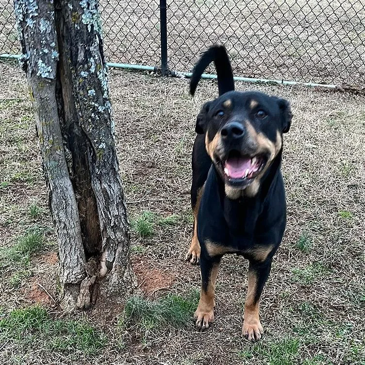 Poppy Seed thumbnail 2