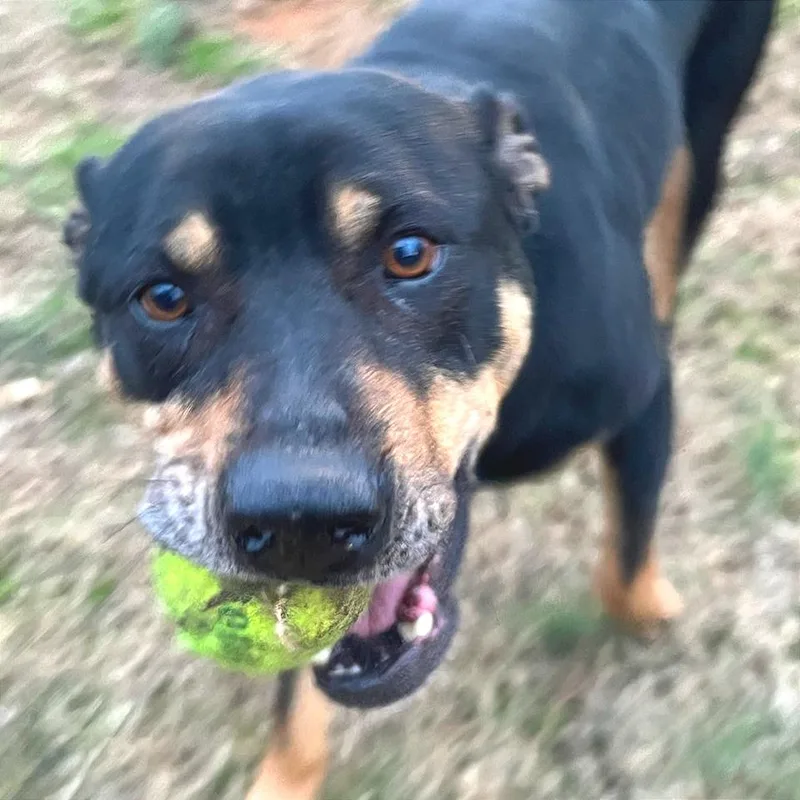 Poppy Seed thumbnail 4