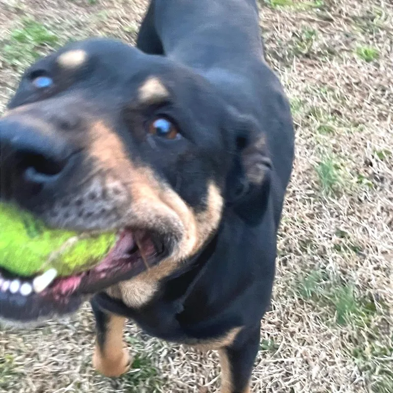 Poppy Seed thumbnail 5