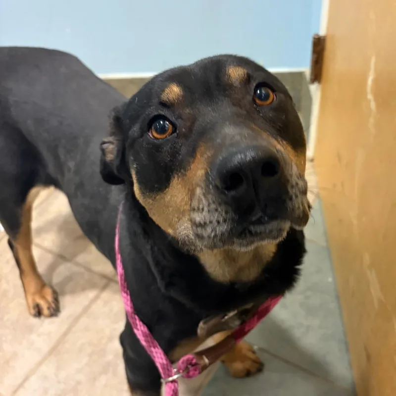 Poppy Seed thumbnail 6