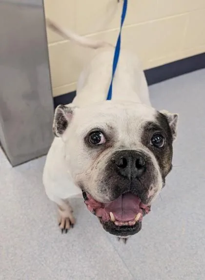 Cinderella thumbnail 2