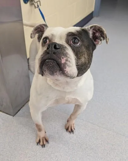 Cinderella thumbnail 3