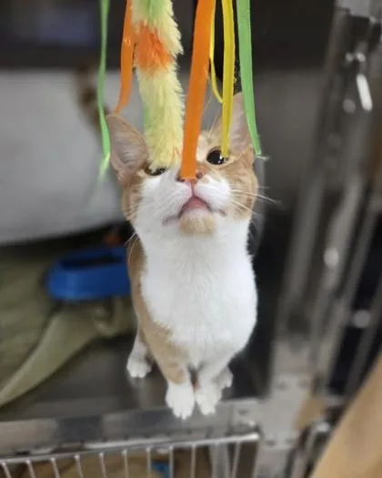 Herbie Fully Loaded thumbnail 2