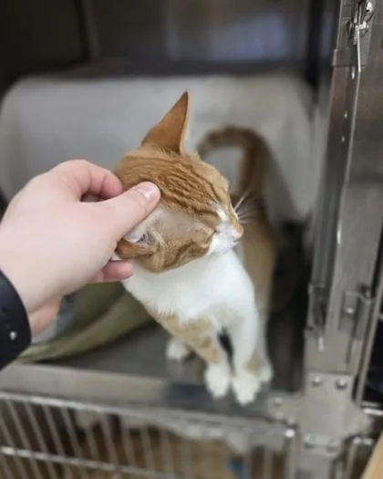 Herbie Fully Loaded thumbnail 3