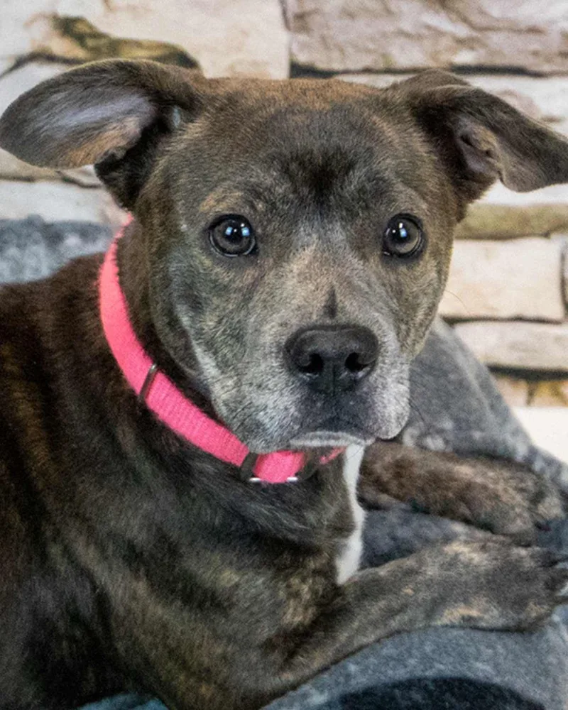 A young small-sized female Dachshund dog named Cherish for adoption in Kennesaw, GA