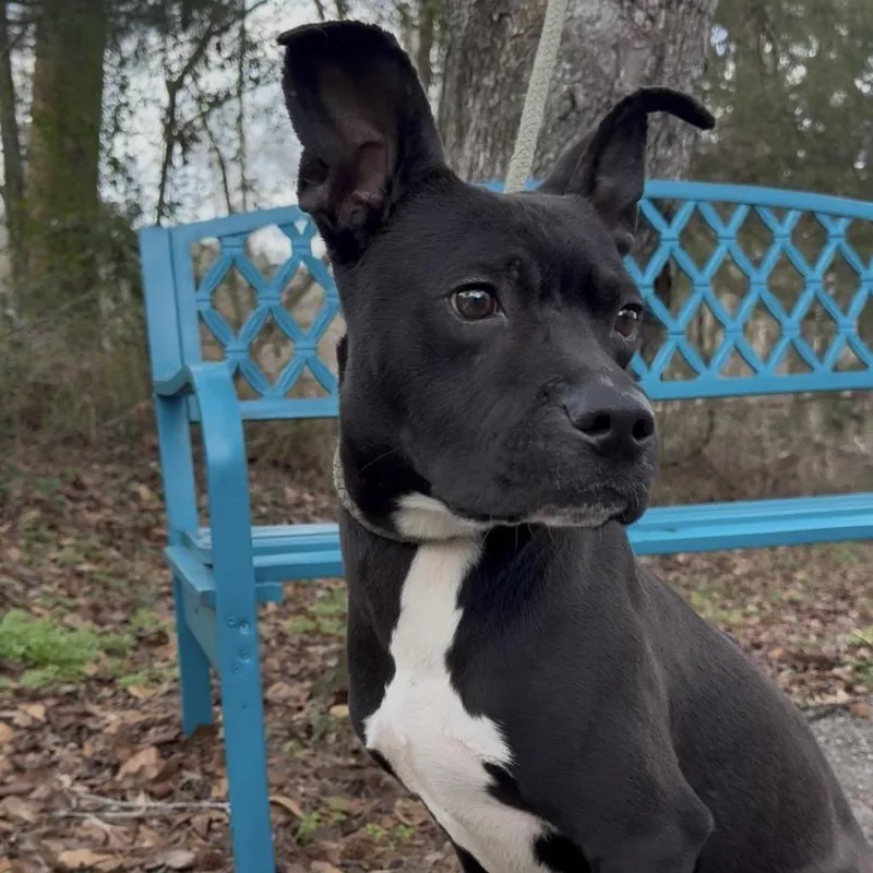 Rice Patty thumbnail 2