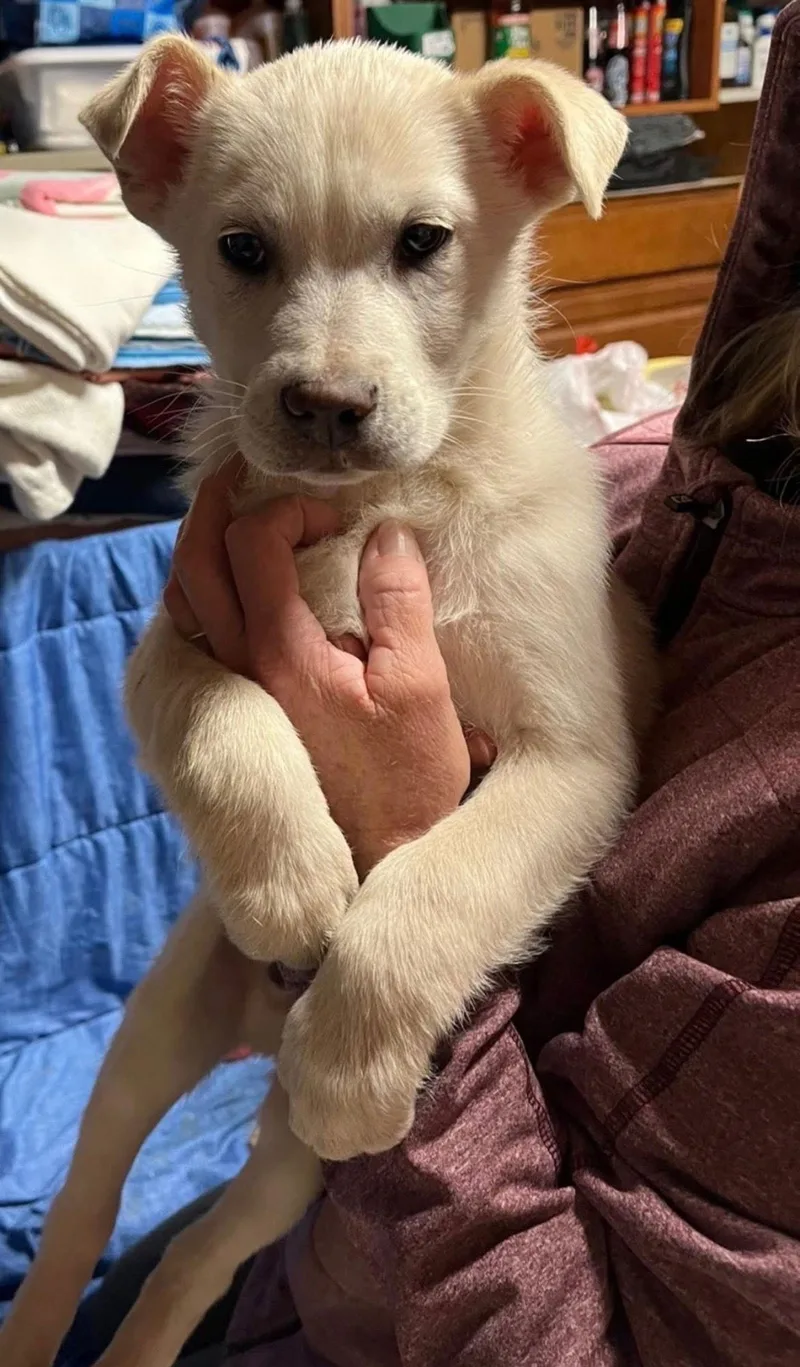 A young medium-sized male Shepherd dog named Glacier for adoption in Union Beach, NJ