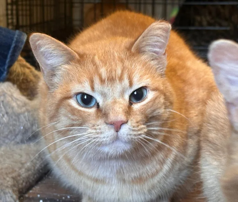 Sherlock thumbnail 2