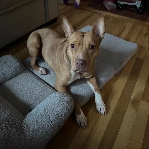 Benellilocated In Rhode Island