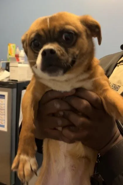 Little Debbie $ thumbnail 3