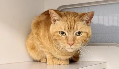 Persimmon thumbnail 2