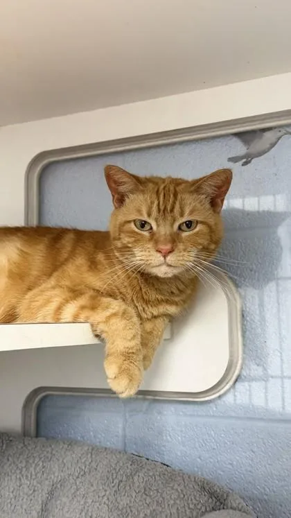 Persimmon thumbnail 3