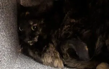 Candy Apple thumbnail 2