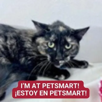 Candy Apple thumbnail 3