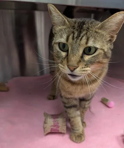 Carmilla Carmine thumbnail 2