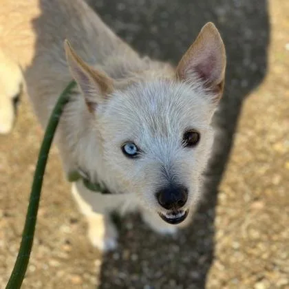 Glow Stick thumbnail 2