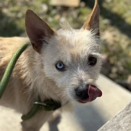 Glow Stick thumbnail 3