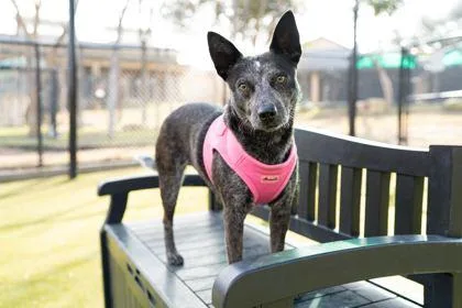 Starfire thumbnail 2