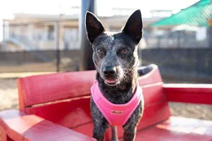 Starfire thumbnail 3