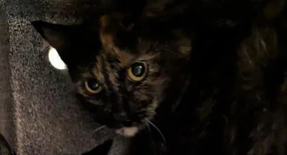 Sweetheart thumbnail 2