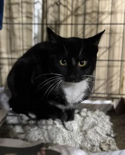 Swordfish thumbnail 2