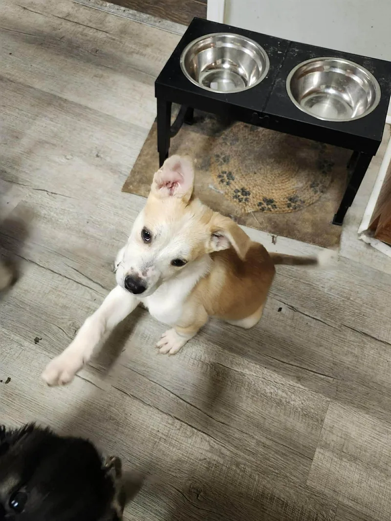 Orion  Fuzzy Butt thumbnail 2