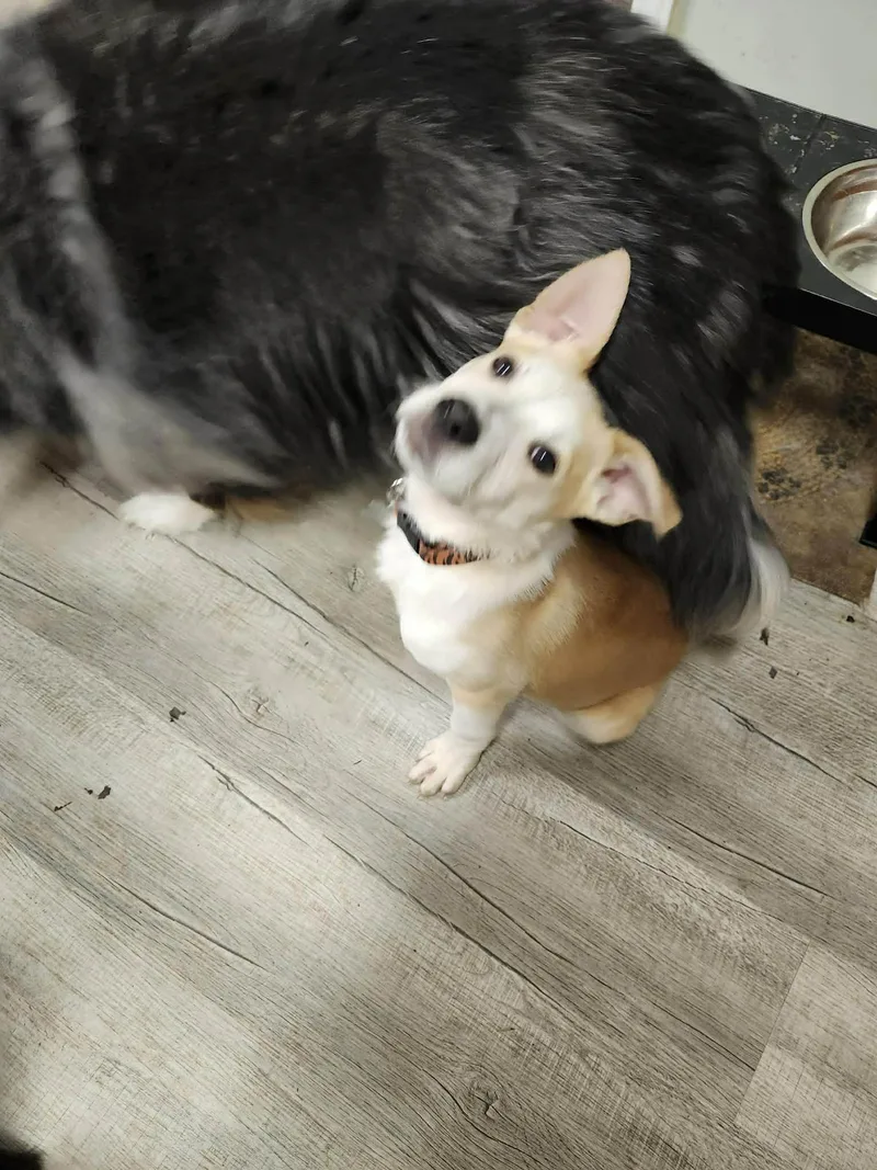 Orion  Fuzzy Butt thumbnail 3