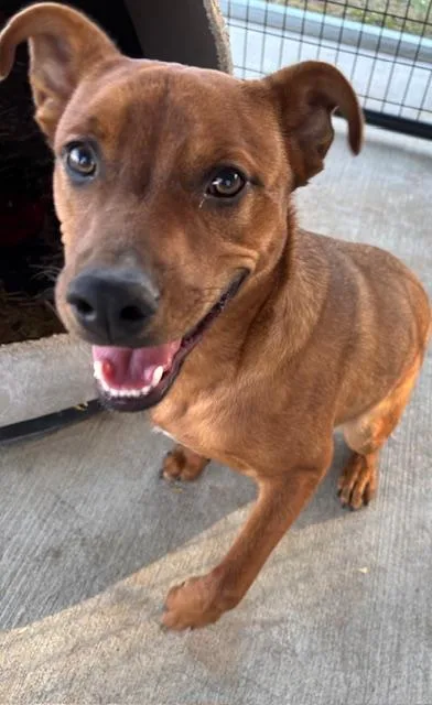 Sterling thumbnail 2