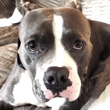 Maverick thumbnail 2