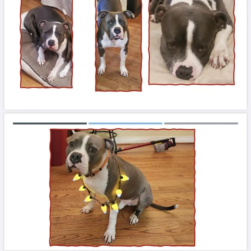 Maverick thumbnail 4