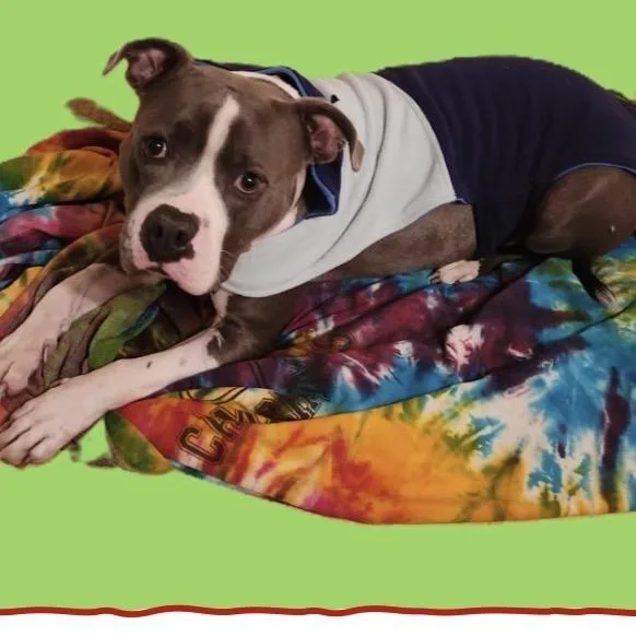 Maverick thumbnail 6