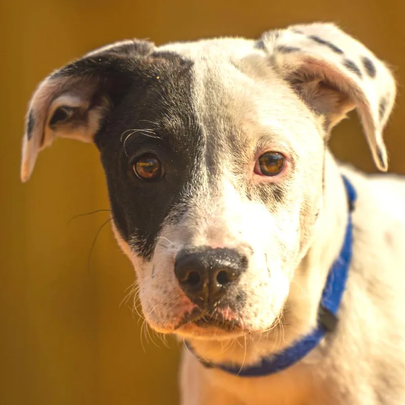 Wishbone thumbnail 2