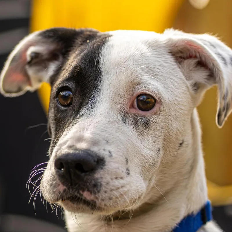 Wishbone thumbnail 3