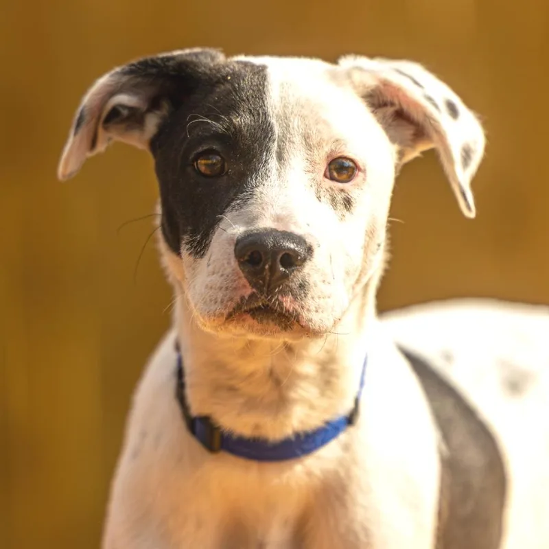 Wishbone thumbnail 4