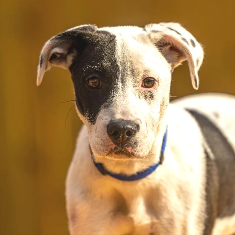 Wishbone thumbnail 5