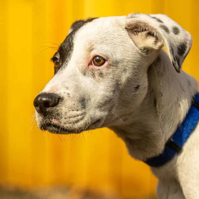 Wishbone thumbnail 6