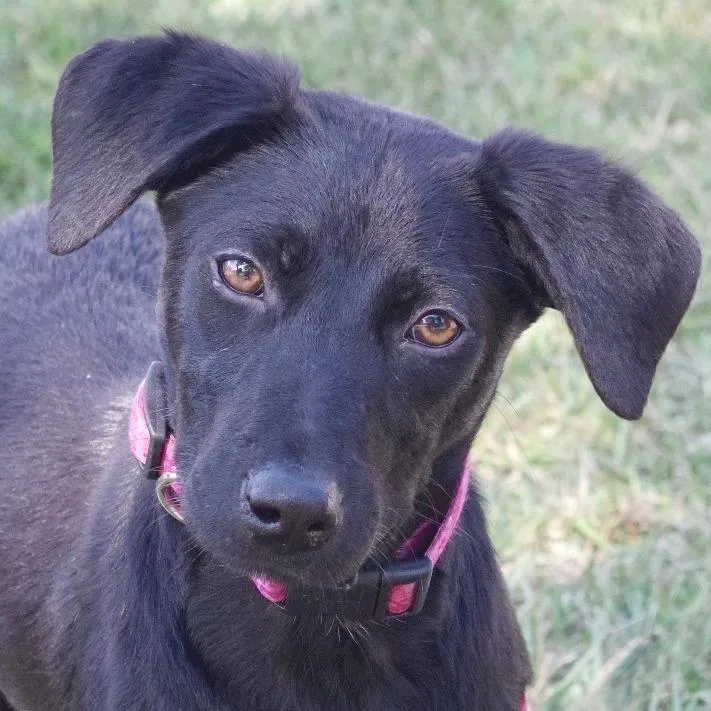 Puppy Emily thumbnail 2