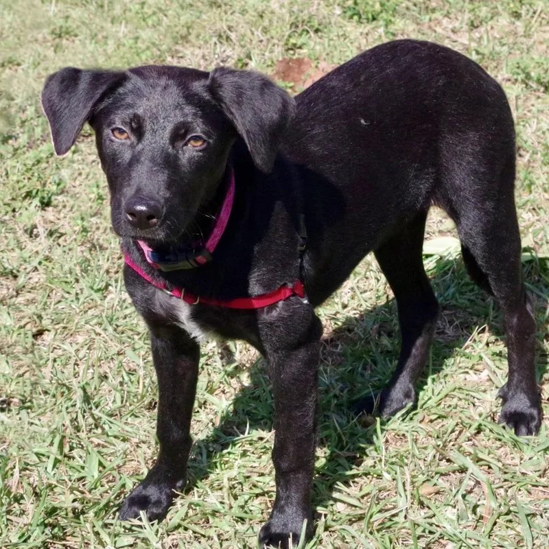 Puppy Emily thumbnail 3