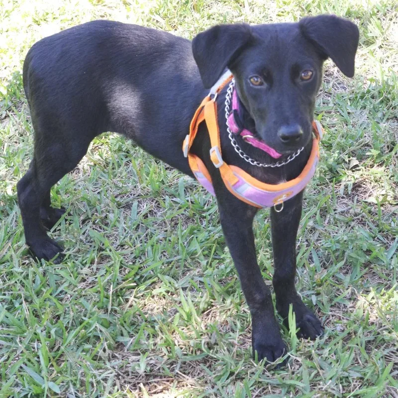 Puppy Emily thumbnail 4