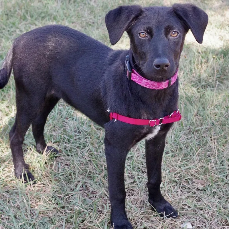 Puppy Emily thumbnail 5