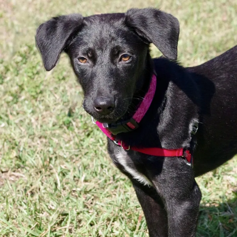 Puppy Emily thumbnail 6