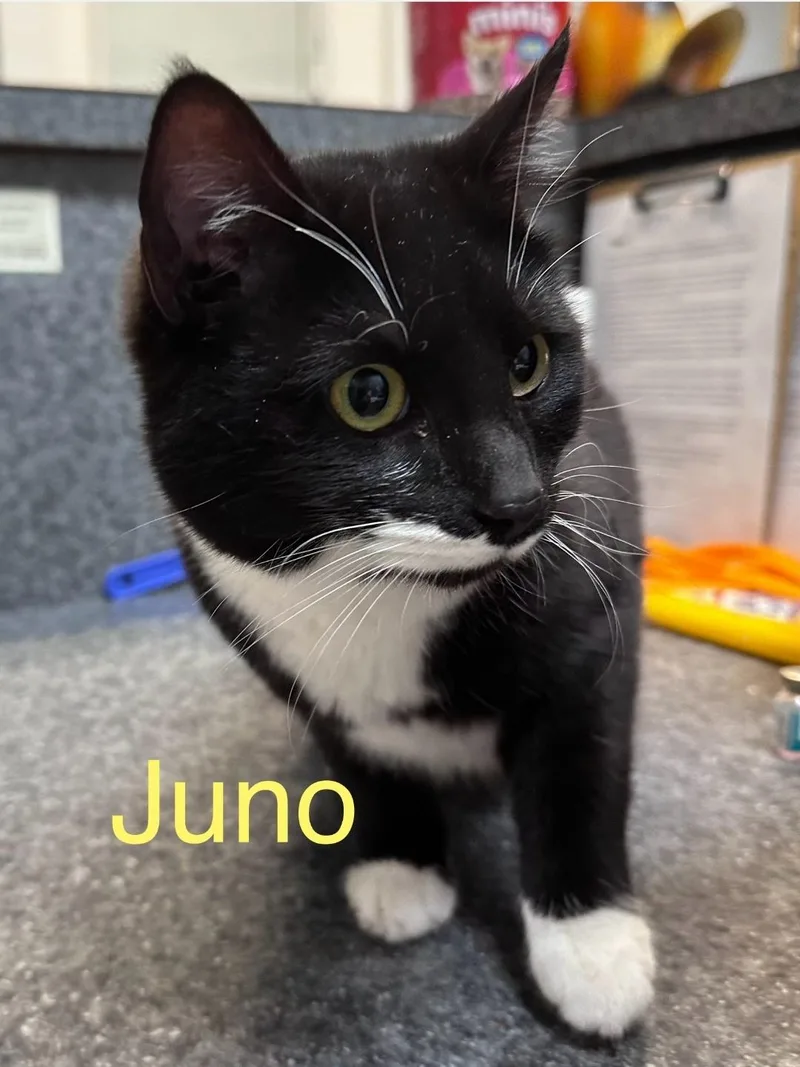Juno